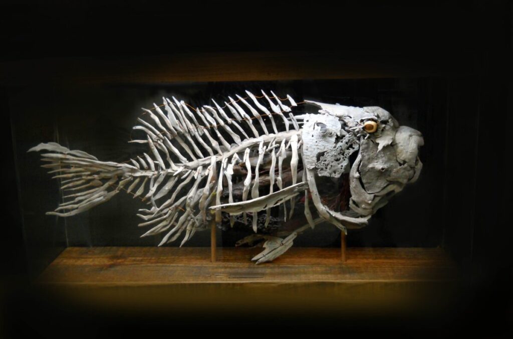 Driftwood fish skelet
