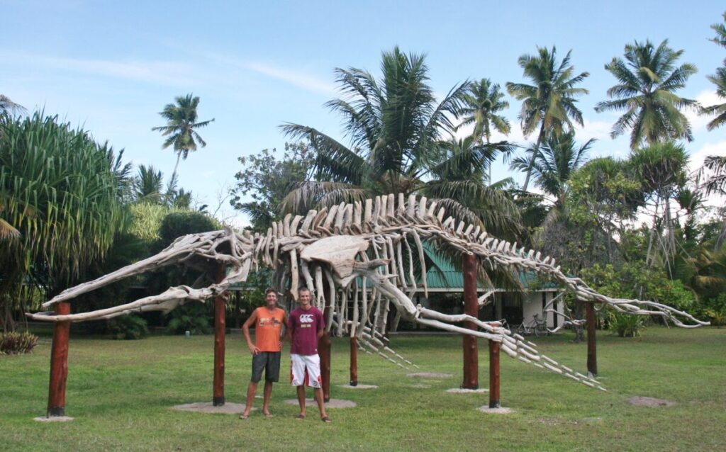 Whale skeleton made from driftwood